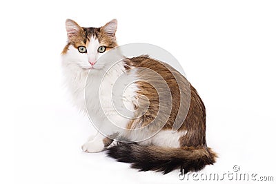 Longhaired housecat Stock Photo