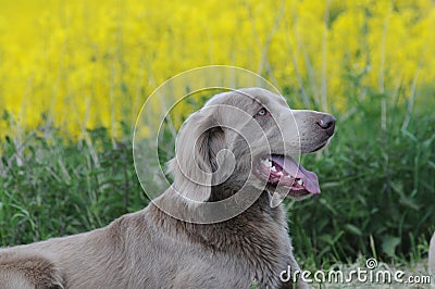 Longhaired Weimaraner Stock Photo