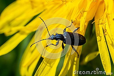 The longhorn beetle Callidium violaceum on a yellow flower Stock Photo