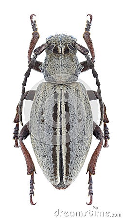 Longhorn beetle Dorcadion sulcipenne plyushchi female Stock Photo