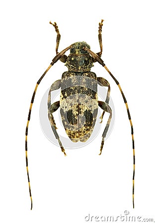 Longhorn beetle Leiopus nebulosus Stock Photo