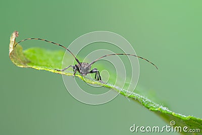 Longhorn beetle - Leiopus nebulosus Stock Photo