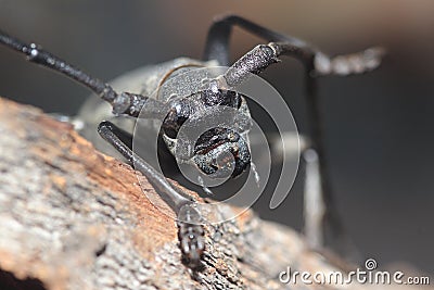 Longhorn beetle - Morimus funereus Stock Photo