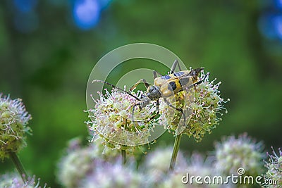 Longhorn beetle, Pachyta quadrimaculata. Pachyta quadrimaculata - beetle in nature. Close up, soft focus. Stock Photo
