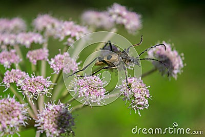 Longhorn beetle, Pachyta quadrimaculata. Pachyta quadrimaculata - beetle in nature. Close up, soft focus. Stock Photo