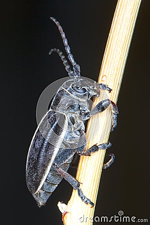 Longhorn beetle ( Pedestredorcadion murrayi ) Stock Photo