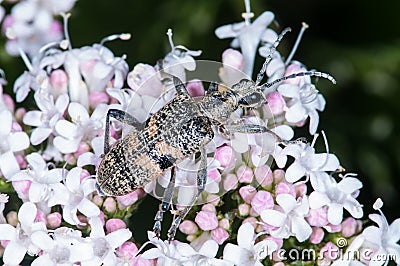 Longhorn Beetle (Rhagium Mordax) Stock Photo