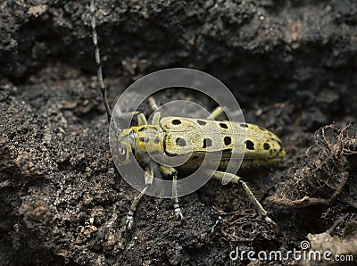 Longhorn beetle, Saperda perforata on aspen bark Stock Photo