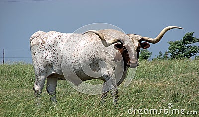 Longhorn bull Stock Photo