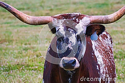 A longhorn bull in a pasture. Stock Photo