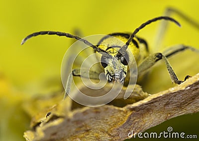 Longhorn Capricorn beetle Stock Photo