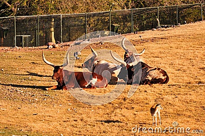 Longhorn cattle Stock Photo