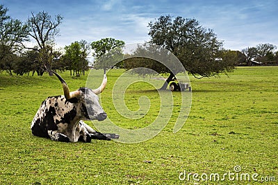 Longhorn Cattle Relaxing on a Hill Country Ranch in Texas Stock Photo