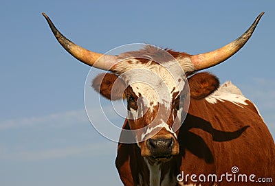 Longhorn Cow Stock Photo