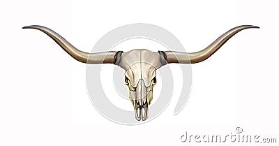 Longhorn skull with horns Stock Photo