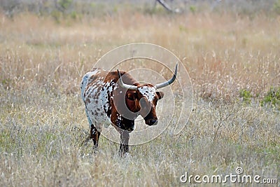 Longhorn steer at the Wichita Mountains National wildlife refuge Oklahoma Stock Photo