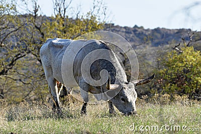 Longhorn steer at the Wichita Mountains National wildlife refuge Oklahoma Editorial Stock Photo