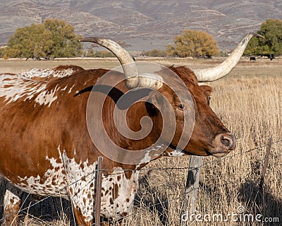 Longhorn Steers Stock Photo