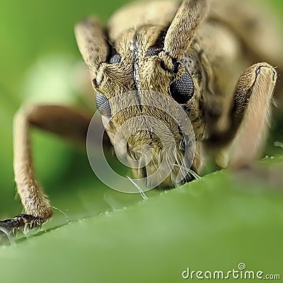 A longhorned beetle perched on a leaf Stock Photo