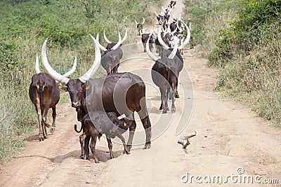 Longhorned cow with suckling calf Stock Photo