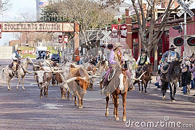 Longhorns cattle drive at the Fort Worth Stockyards. Editorial Stock Photo