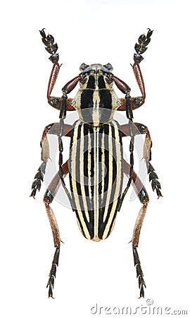 Longicorn beetle Dorcadion optatum Stock Photo