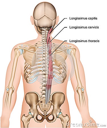 Longissimus muscle 3d medical illustration on white background Cartoon Illustration