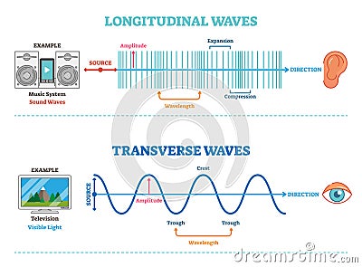 Longitudinal and Transverse wave type, vector illustration scientific diagram. Sonic and visual perception principle. Vector Illustration