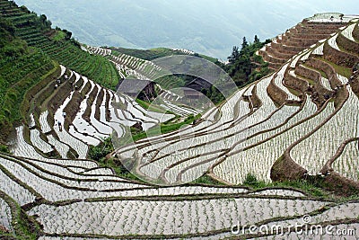 Longji rice terraces Stock Photo