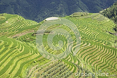 Longji Terraced Rice Fields Stock Photo