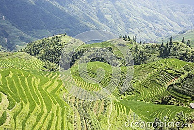 Longji Terraced Rice Fields Stock Photo