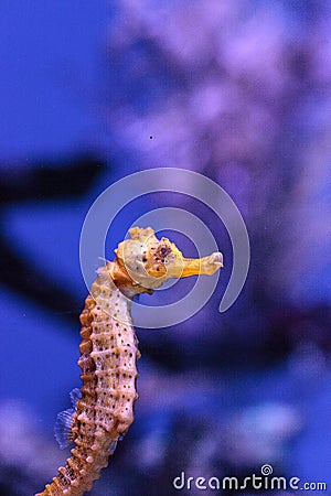 Longsnout seahorse known as Hippocampus reidi Stock Photo