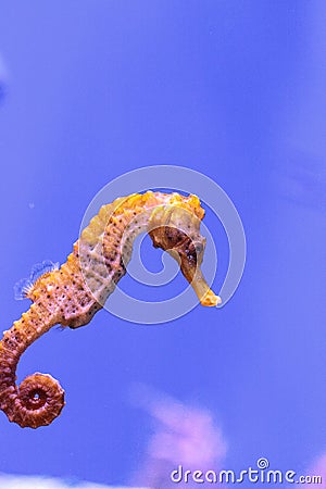 Longsnout seahorse known as Hippocampus reidi Stock Photo