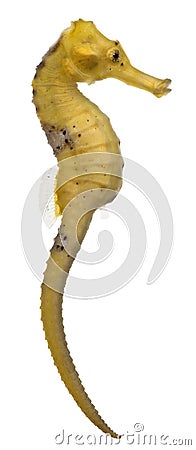 Longsnout seahorse or Slender seahorse, Hippocampus reidi yellowish Stock Photo