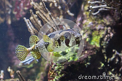 Longspined porcupinefish Diodon holocanthus Stock Photo