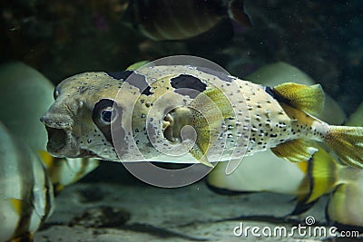 Longspined porcupinefish (Diodon holocanthus). Stock Photo