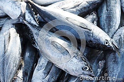 Longtail tuna Stock Photo