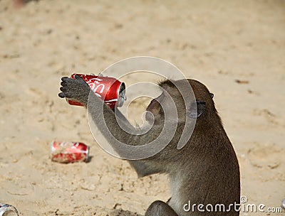 Longtaile macaque monkey drinks Coke at the beach, Thailand Editorial Stock Photo