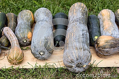 Longue de Nice, big cucurbita moschata pumpkins on the ground Stock Photo