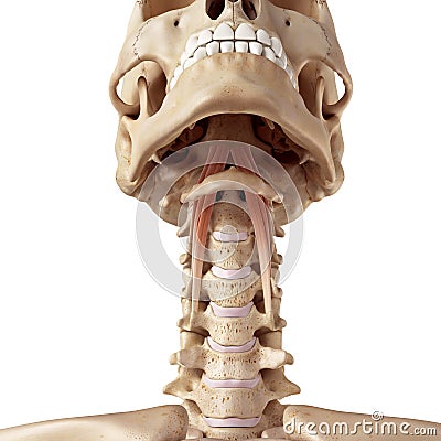 The longus capitis Cartoon Illustration