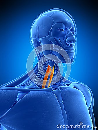 The longus colli Cartoon Illustration