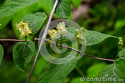 Lonicera hystheum, fly goneisuckle vgite flowers closep selective fotus Stock Photo