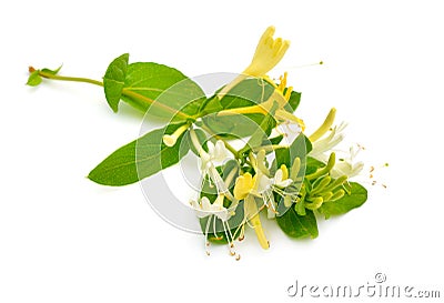Lonicera japonica, known as Japanese honeysuckle and golden-and-silver honeysuckle. Isolated on white Stock Photo