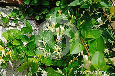 Lonicera japonica Thunb Stock Photo