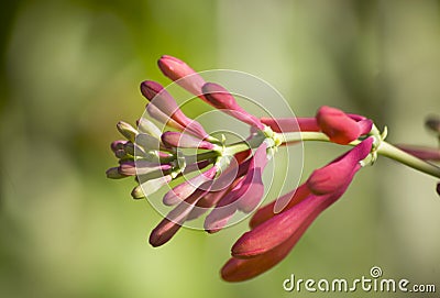 Lonicera periclymenum Stock Photo