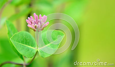 Lonicera periclymenum Honeysuckle plant closeup Stock Photo