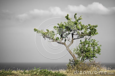 Lonly tree Stock Photo