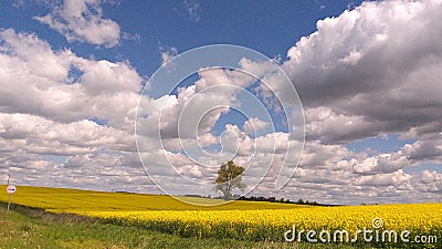 Lonly tree in the middle yellow field Stock Photo