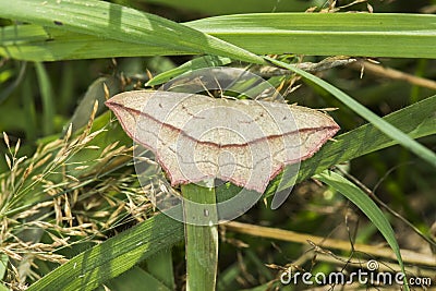 Lood vein moth Timandra comae Stock Photo