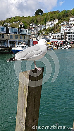 Looe harbour Editorial Stock Photo